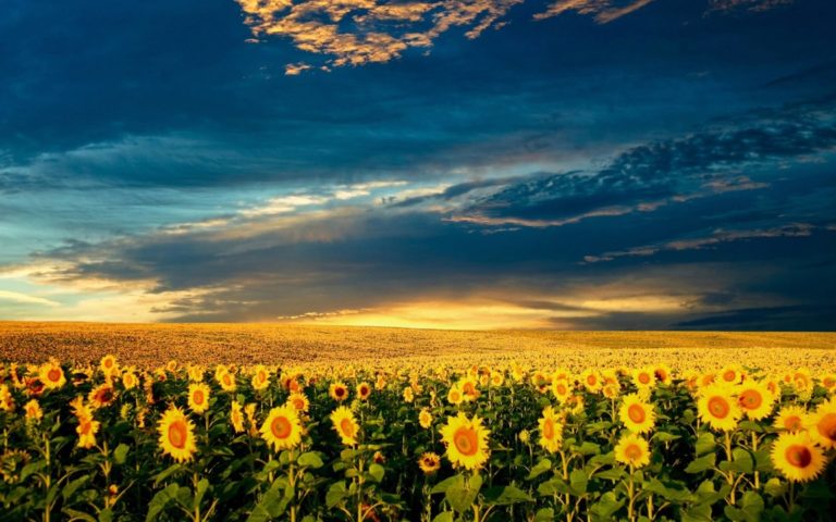 A field of sunflowers stretches to the horizon under a dramatic sky, as if nature is performing with the grace of a Colorado Choir beneath dark clouds and a golden sunset.
