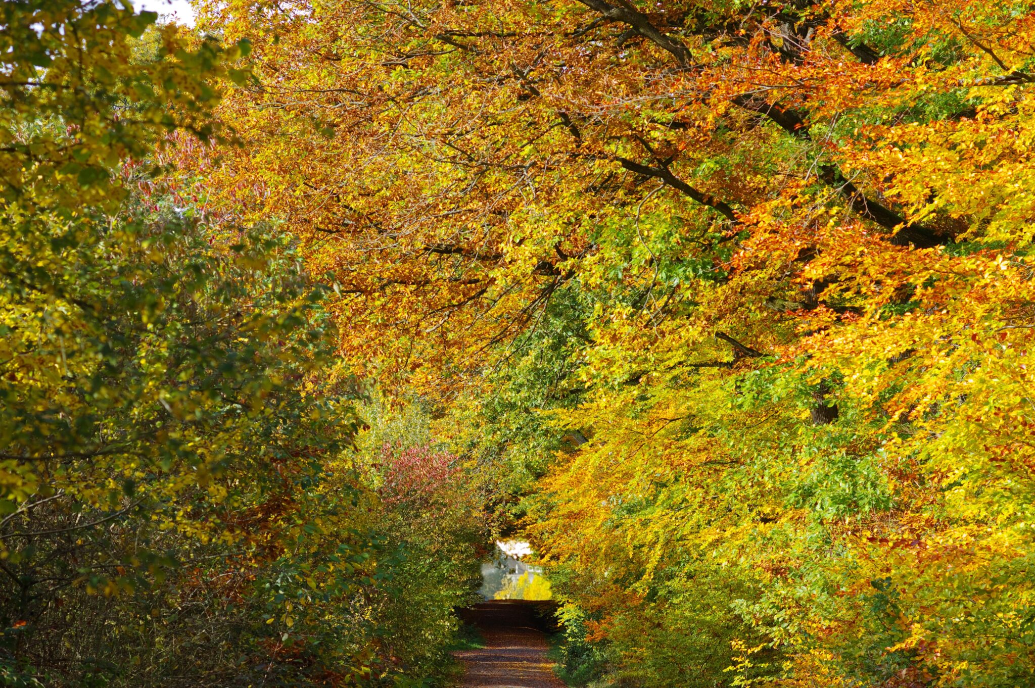 Fall Photo Ars Nova Singers fall-photo-ars-nova-singers