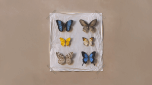 Six butterflies on a white and tan background.