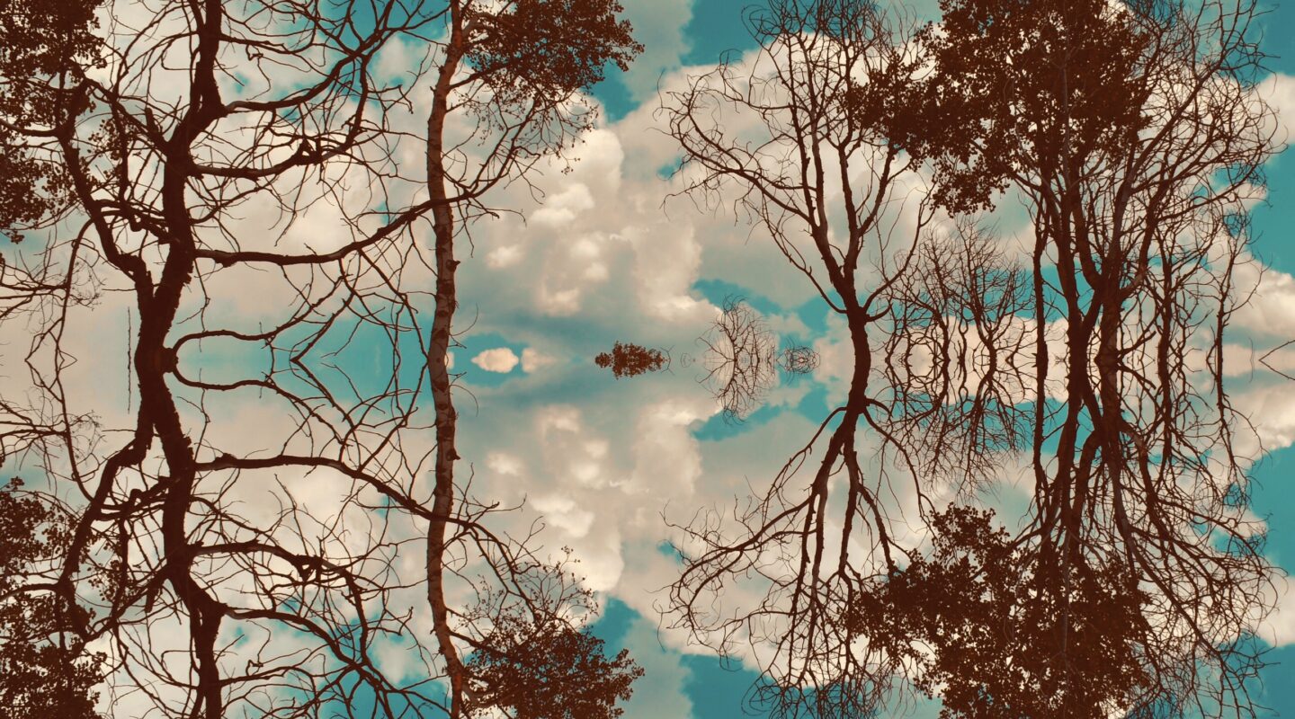 Mirrored image of bare and leafy trees against a cloudy sky, creating a symmetrical, abstract reflection effect reminiscent of the Shared Visions 2026 collection.