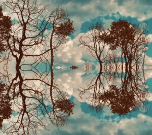 Mirrored image of bare and leafy trees against a cloudy sky, creating a symmetrical, abstract reflection effect reminiscent of the Shared Visions 2026 collection.