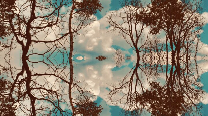 Mirrored image of bare and leafy trees against a cloudy sky, creating a symmetrical, abstract reflection effect reminiscent of the Shared Visions 2026 collection.