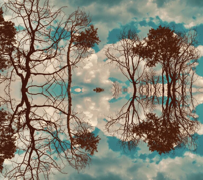 Mirrored image of bare and leafy trees against a cloudy sky, creating a symmetrical, abstract reflection effect reminiscent of the Shared Visions 2026 collection.